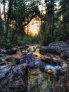 Vertical shot of the jetty rocks of a river with trees in the background during the sunset