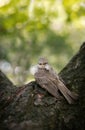 Vertical shot of a juvenile gray flycatcher perched on a tree