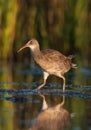 Vertical shot of a king rail (marsh hen) waterbird in a natural environment Royalty Free Stock Photo