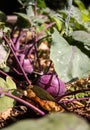 Vertical shot of kohlrabi growing in the garden during daytim