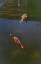 Vertical shot of Koi fish swimming in the pond. Royalty Free Stock Photo