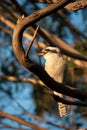 Vertical shot of kookaburra sitting on a tree branch under sunlight