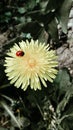 Vertical shot of a ladybug on a common dandelion flower in the garden