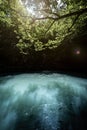 Vertical shot of a lake with fishes surrounded by the greet trees Royalty Free Stock Photo