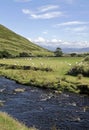 Vertical shot of a lake in the middle of grassy feed with animals walking around Royalty Free Stock Photo