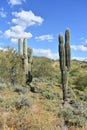 Vertical shot of a landscape with saguaro cactus in the Sonoran Desert north of Phoenix, Arizona