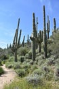 Vertical shot of a landscape with saguaro cactus in the Sonoran Desert north of Phoenix, Arizona Royalty Free Stock Photo