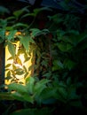 Vertical shot of a lantern covered with leaves