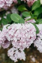 Vertical shot of large-leaved Hydrangia (Hydrangea macrophylla) flowers in a garden Royalty Free Stock Photo