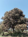 Vertical shot of a large lush verdant tree in the countryside