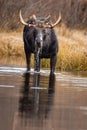 Vertical shot of a large moose in a pond in a field under the sunlight
