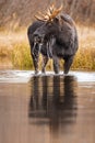 Vertical shot of a large moose in a pond in a field under the sunlight