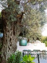 Vertical shot of a large olive tree growing in a garden Royalty Free Stock Photo