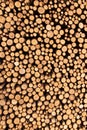 Vertical shot of a large pile of logs Royalty Free Stock Photo