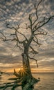 Vertical shot of a leafless tree in Boneyard Beach,  Jacksonville, Florida at sunset Royalty Free Stock Photo