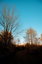 Vertical shot of leafless trees with a clear blue sky in the background Royalty Free Stock Photo