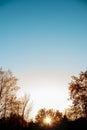 Vertical shot of leafless trees under a clear blue sky with the sun shining through the branches Royalty Free Stock Photo