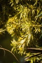 Vertical shot of leaves of a song of India plant.