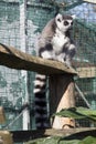 Vertical shot of a lemur sitting on a wooden bench in the cage