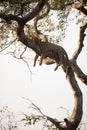 Vertical shot of a leopard sleeping on the tree Royalty Free Stock Photo