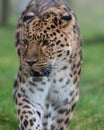 Vertical shot of a leopard walking across a lush grassy landscape