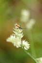 Vertical shot of a Leptopterna dolabrata on a flower Royalty Free Stock Photo