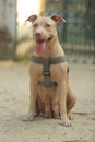 Vertical shot of a light brown looking carefully in front of him with his tongue out