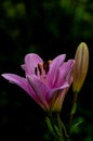 Vertical shot of the Lilium cernuum flower