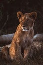 Vertical shot of a lion in its habitat on safari in Okavanga, Delta, Botswana Royalty Free Stock Photo