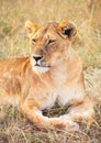 Vertical shot of a lioness laying in the field