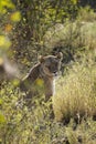Vertical shot of a lioness in it natural Inhabitat Royalty Free Stock Photo