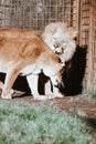 Vertical shot of lions cuddling in the zoo