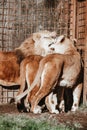 Vertical shot of lions cuddling in the zoo