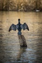 Vertical shot of a Little Cormorant spreading its wings perching on the wooden log in the lake Royalty Free Stock Photo