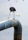 Vertical shot of little egret walking on pipelines and ducts in a pollution lake Royalty Free Stock Photo