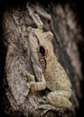 Vertical shot of a little file-eared tree frog on a tree Royalty Free Stock Photo