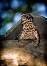 Vertical shot of a little file-eared tree frog