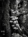 Vertical shot of a little group of tree mushrooms in greyscale Royalty Free Stock Photo