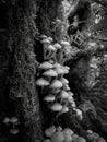 Vertical shot of a little group of tree mushrooms in greyscale