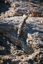 Vertical shot of a lizard camouflaging on a textured stone under the sun light