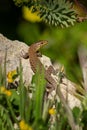 Vertical shot of a lizard perched atop a stone surrounded by lush green vegetation Royalty Free Stock Photo