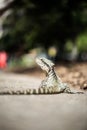 Vertical shot of a lizard water dragon (Intellagama lesueurii) in Brisbane, Australia