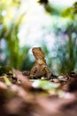 Vertical shot of a lizard water dragon (Intellagama lesueurii) in a forest, Brisbane, Australia