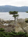 Vertical shot of the Lone Cypress tree in Del Monte Forest, California Royalty Free Stock Photo