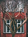 Vertical Shot Of A Lone Tree With A Red Brick Building On The Background