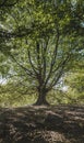 Vertical shot of a lonely tree against the blue sky background Royalty Free Stock Photo