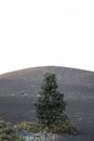 Vertical shot of a tree with the background of a mountain at Devastation trail in a National Park Royalty Free Stock Photo