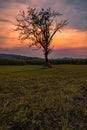 Vertical shot of a lonely tree in a green field at sunset in a countryside Royalty Free Stock Photo