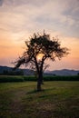 Vertical shot of a lonely tree in a green field at sunset in a countryside Royalty Free Stock Photo