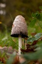 Vertical shot of a long brown fungus on a forest floor Royalty Free Stock Photo